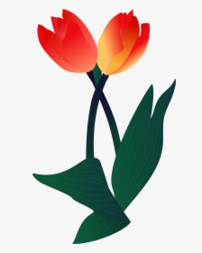 Plant Illustration Flower Png And Vector Image - Sprenger's Tulip, Transparent Png, Free Download