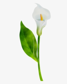 Arum Lilies Plant Stem Cut Flowers Leaf Product Design - Transparent Calla Lily Background, HD Png Download, Free Download