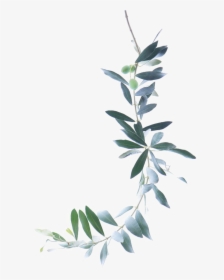 Olive Branch Watercolor Png, Transparent Png, Free Download