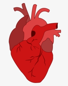 Anatomy Of The Heart Clipart - Medical Valentine, HD Png Download, Free Download