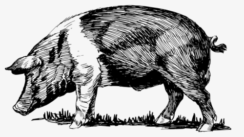Pig - Black And White Pig Sketch, HD Png Download, Free Download