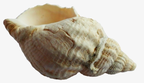 Shankha - Shell In Sea Png, Transparent Png, Free Download