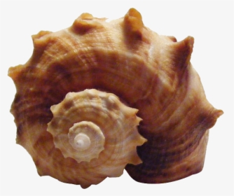 Shell Conch, HD Png Download, Free Download