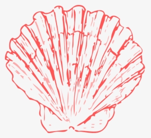 Sea Coral Png - Scallop Shell Clip Art, Transparent Png, Free Download