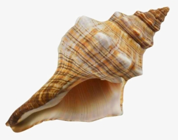 Striped Fox Sea Shell, HD Png Download, Free Download