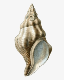 Transparent Conch Png - Png Shell, Png Download, Free Download
