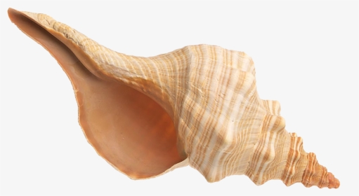Transparent Conch Png - Shell, Png Download, Free Download