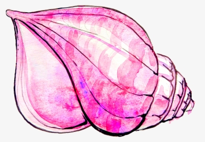 Conch Shell Drawing - Draw A Conch Shell, HD Png Download, Free Download