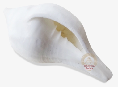 Shell, HD Png Download, Free Download