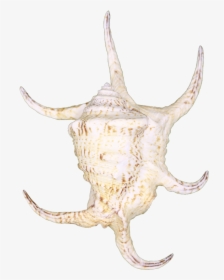 Spider Conch Shell 8" - Bull, HD Png Download, Free Download