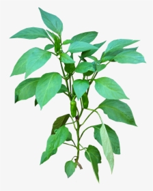 Vegetable Plant Png - Vector Planta Pimienta, Transparent Png, Free Download