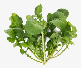 Arugula Png Download Image - Png Vegetable Plant, Transparent Png, Free Download