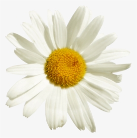 Transparent Plant Png Tumblr - Daisy Png, Png Download, Free Download