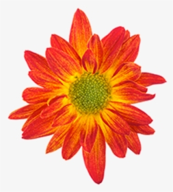 Click To Enlarge Image Bicolor Red Yellow Union - Drawing Of A Flower Colour, HD Png Download, Free Download