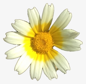 #flower #daisy #nature #yellow #white #cute #izzymontague - Flowers In Season In October In Sc, HD Png Download, Free Download