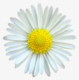 Desk Background, Mv - White Daisy Flower Png, Transparent Png, Free Download