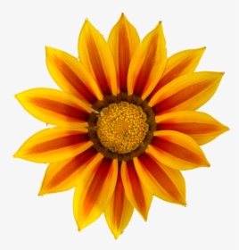 Images For Orange Daisy Png - Orange Flower Clip Art, Transparent Png, Free Download