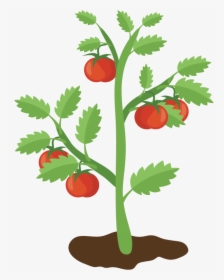 Tomato Plant - Clip Art Tomato Plant, HD Png Download, Free Download
