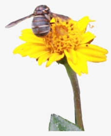 #bee #flower #yellow #daisy #bug #insect - Sunflower, HD Png Download, Free Download