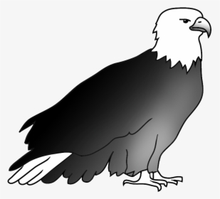 Resting Bald Eagle Drawing - Drawing, HD Png Download, Free Download