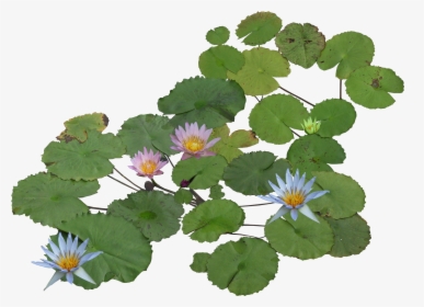 Water Plants Png File - Aquatic Plants Top View, Transparent Png, Free Download