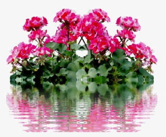 Plants Summer Na No Free Clipart Hq Clipart - Geraniums Png, Transparent Png, Free Download