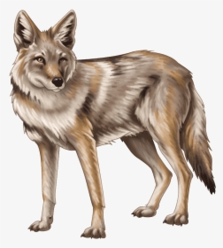 Coyote Png - Jackal - Transparent Transparent Background Coyote Clipart, Png Download, Free Download