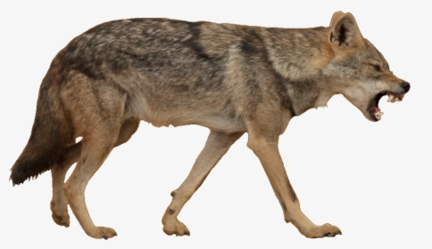 Coyote Png - Coyote With White Background, Transparent Png, Free Download