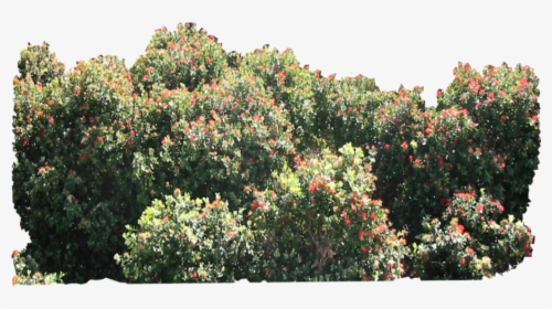 Bush Freetoedit, HD Png Download, Free Download