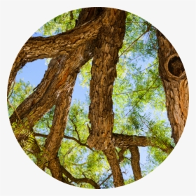 Essential Oil Png, Transparent Png, Free Download