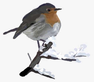 Red, Robin, Bird, Animal, Winter - Robin In Snow Clip Art, HD Png Download, Free Download