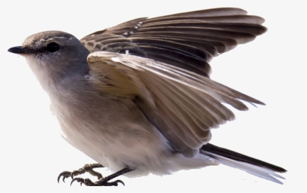 All Birds Wiki - Carolina Wren, HD Png Download, Free Download