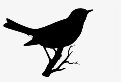 Robin Bird On Branch Png Hd Transparent Wallpaper - Vintage Bird Drawings, Png Download, Free Download
