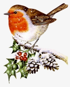 #bird #birds #robin #winter #christmas #terrieasterly - Birds Related To Christmas, HD Png Download, Free Download