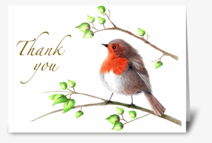 English Robin Greeting Card - Thank You, HD Png Download, Free Download