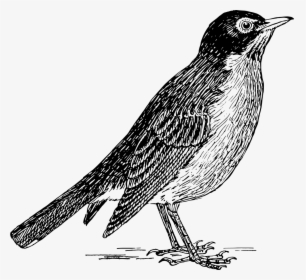Robin - Robin Clipart Black And White, HD Png Download, Free Download
