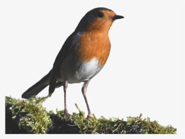 Robin, Forest, Small, Red, Cute - European Robin, HD Png Download, Free Download