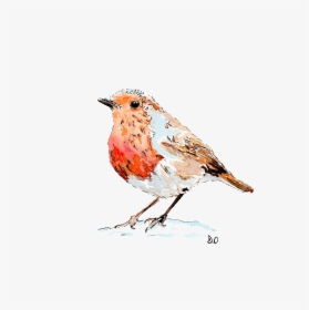 European Robin Drawing Paper Bird Watercolor Painting - Robin Bird Transparent Drawing, HD Png Download, Free Download
