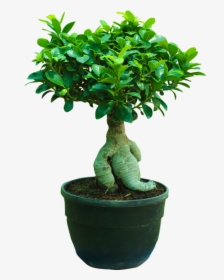 Plant,flowering Plant,jade Flower,bonsai - Bonsai Ficus Png, Transparent Png, Free Download