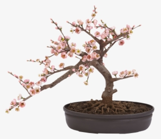 Cherry Blossom Bonsai Tree, HD Png Download, Free Download