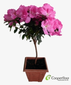 Azaleia Bonsai - Azaleia Png, Transparent Png, Free Download