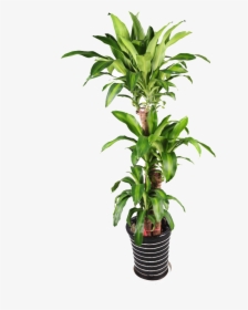 Planta De Maceta De Bonsai - Potted Plants Transparent Background, HD Png Download, Free Download