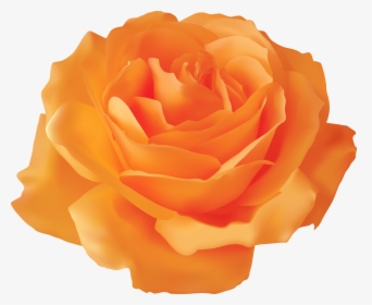 Orange Rose Transparent Png Clip Art Image, Png Download, Free Download