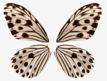 Small Wood Nymph Butterfly, HD Png Download, Free Download