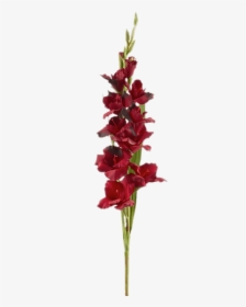 Red Gladiolus - Clip Art, HD Png Download, Free Download