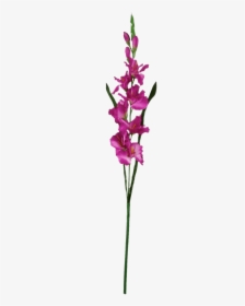 Dark Pink Gladiolus - Cattleya Elongata, HD Png Download, Free Download
