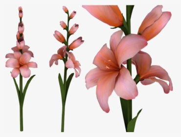Gladiolus Png Hd - Portable Network Graphics, Transparent Png, Free Download