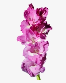 Gladiolus, Gladidus, Butterfly Greenhouse, Sword Flower - Gladiolo Png, Transparent Png, Free Download