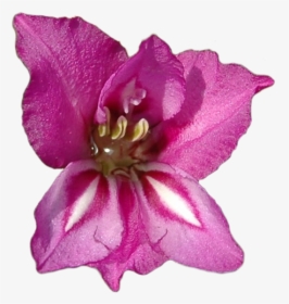 Gladiolus Clipped20180611 18523 8ptwc5 - Gladiolus Flower, HD Png Download, Free Download