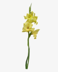 Transparent Gladiolus Png - Yellow Iris Png, Png Download, Free Download